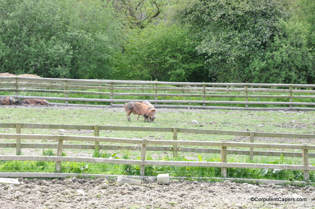 Oxford Sandy & Black Pigs in a Field