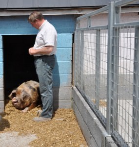 Rob and one of his Oxford Sandy & Black Pigs